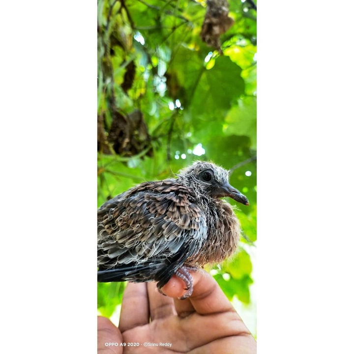 Bird