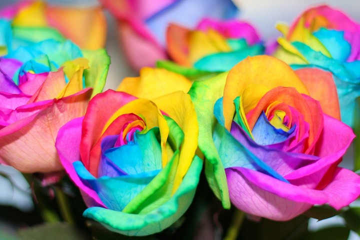 Rainbow Flowers