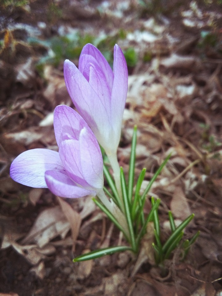 Little flowers