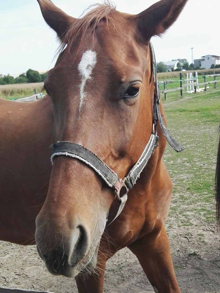 my horse