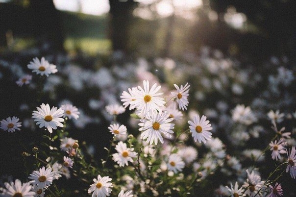 Сhamomile edge
