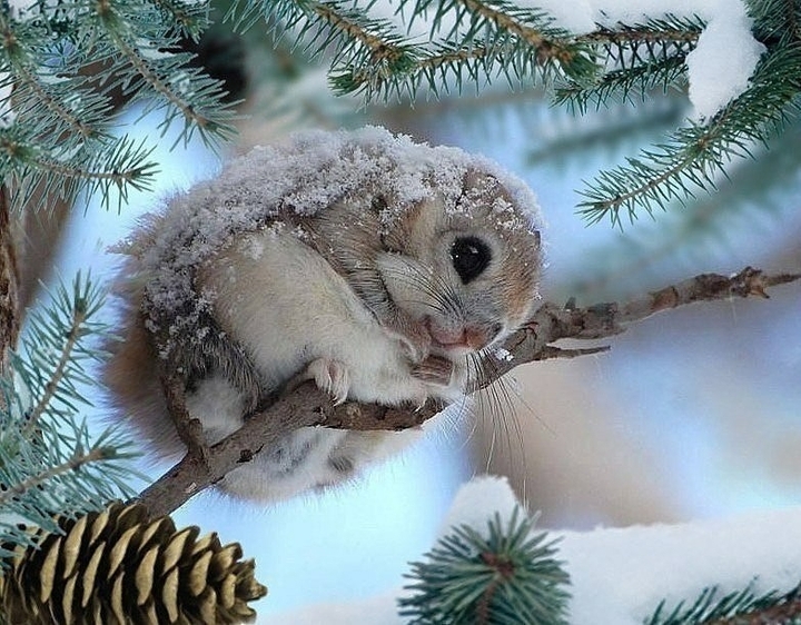 бельчонок