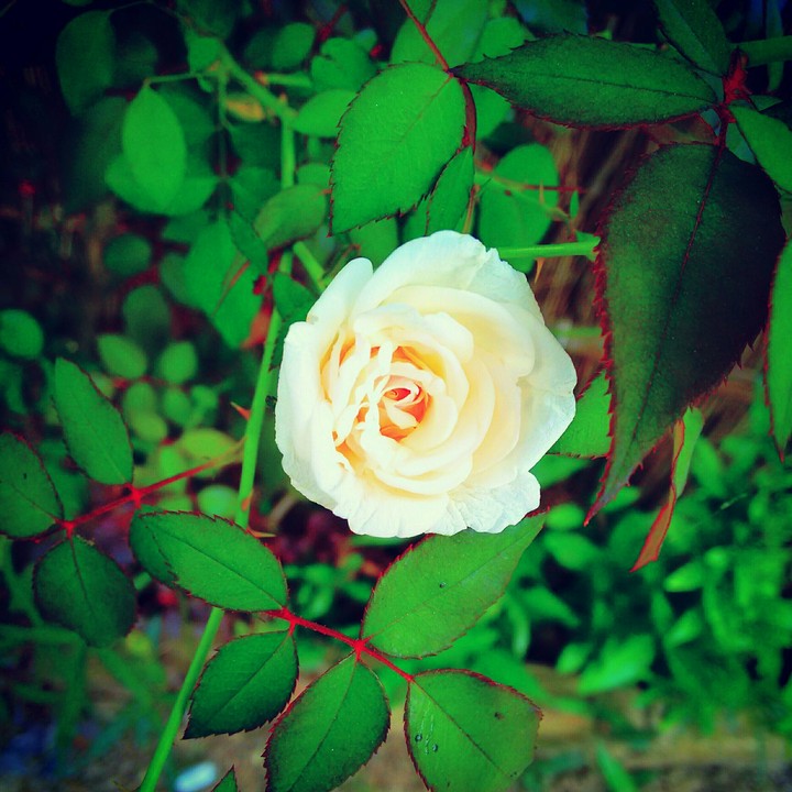 white rose