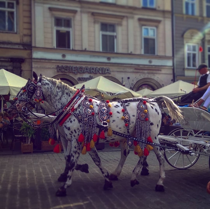Horses