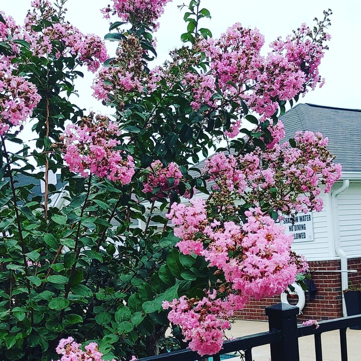 Crape Myrtles