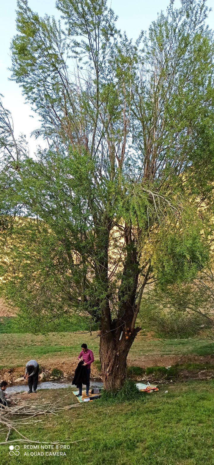 nature