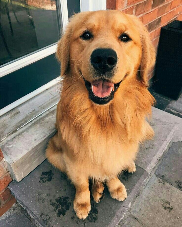 Felicidade