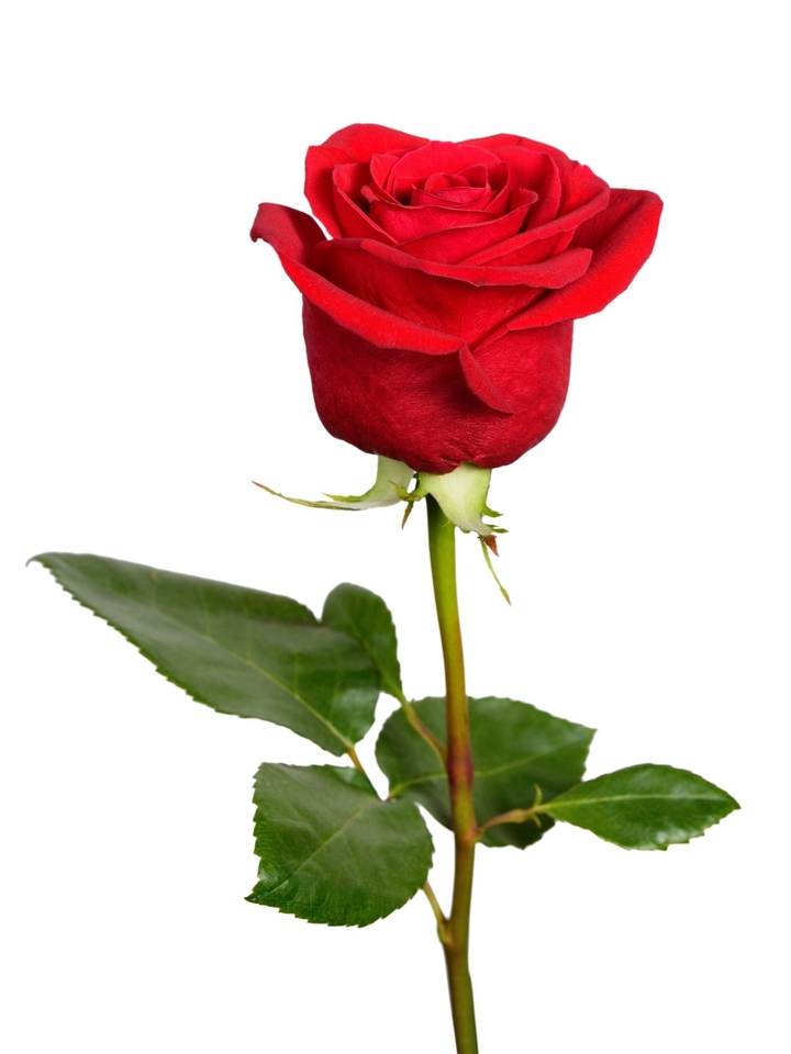 ♡