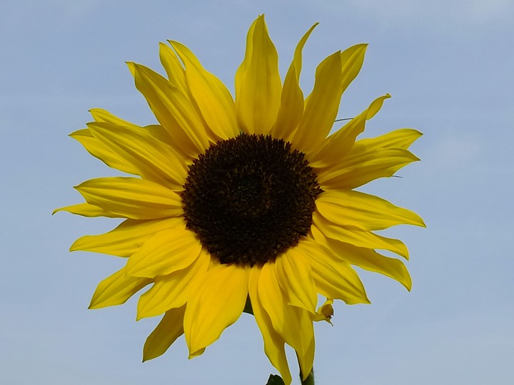 Sonnenblume