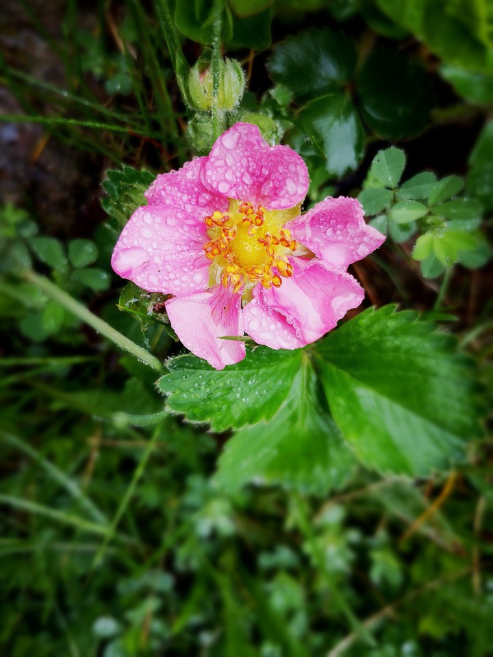 Erdbeerblüte im Regen