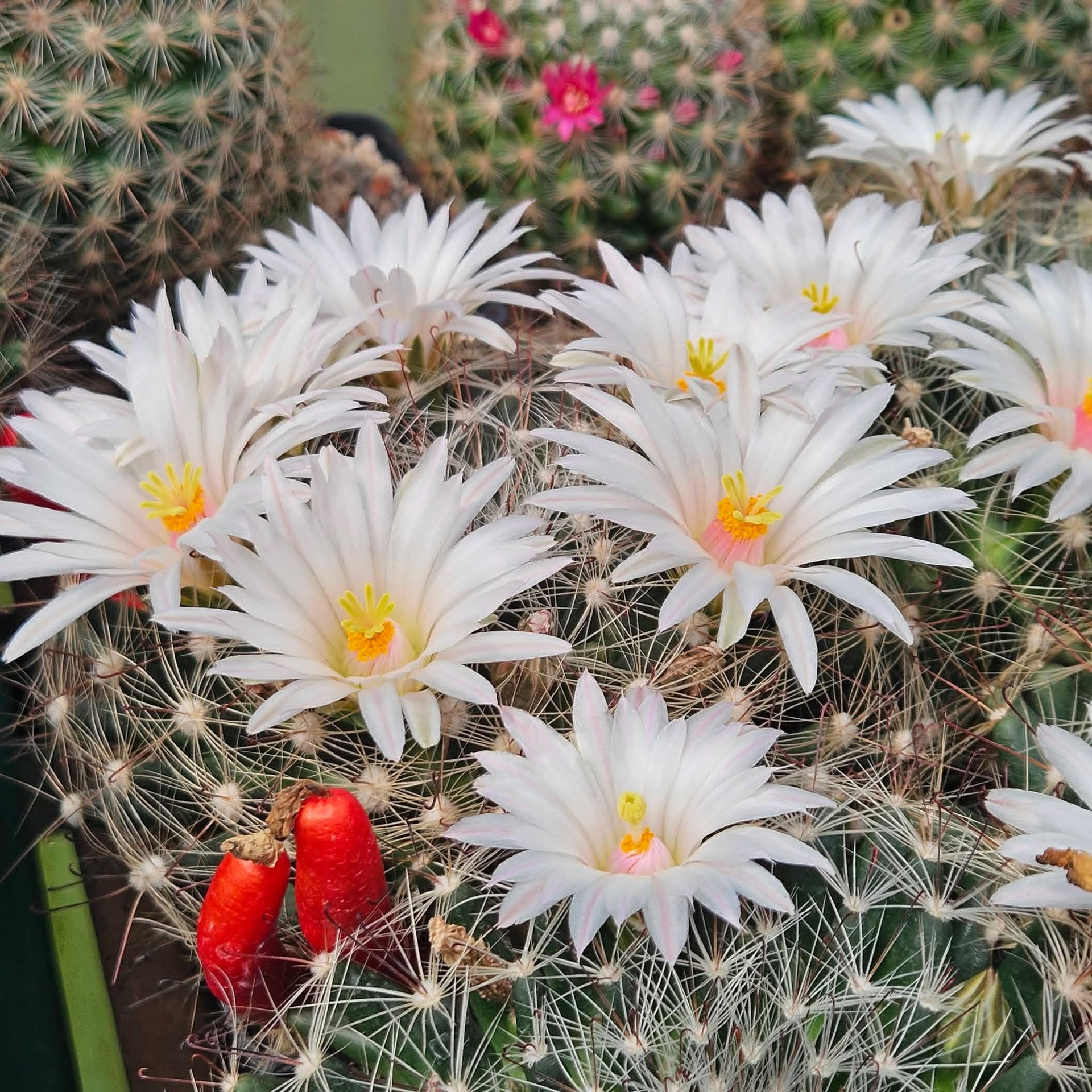thorns, Cactus wallpapers
