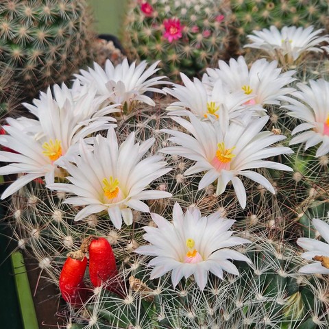 Cactus, geraniums Hintergrundbilder