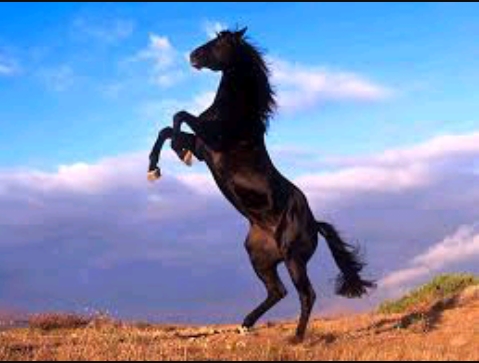 cavalo