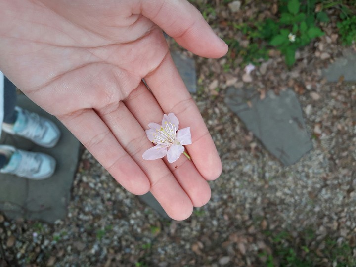 #櫻花