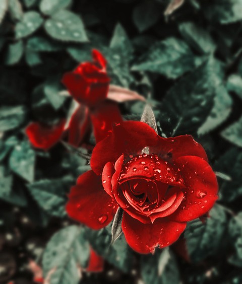 rose
