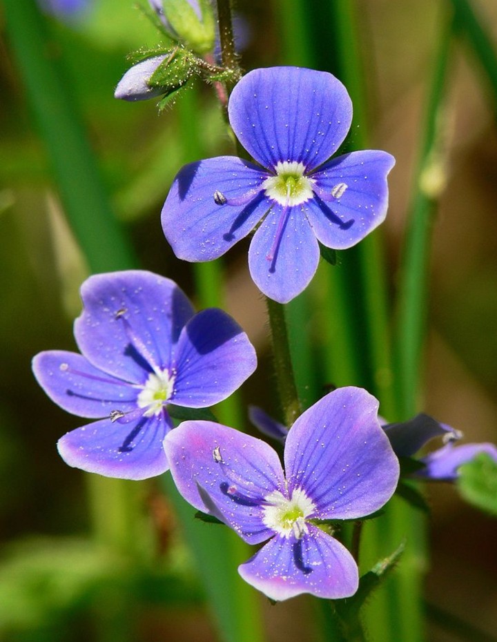 Veronica Chamaedrys