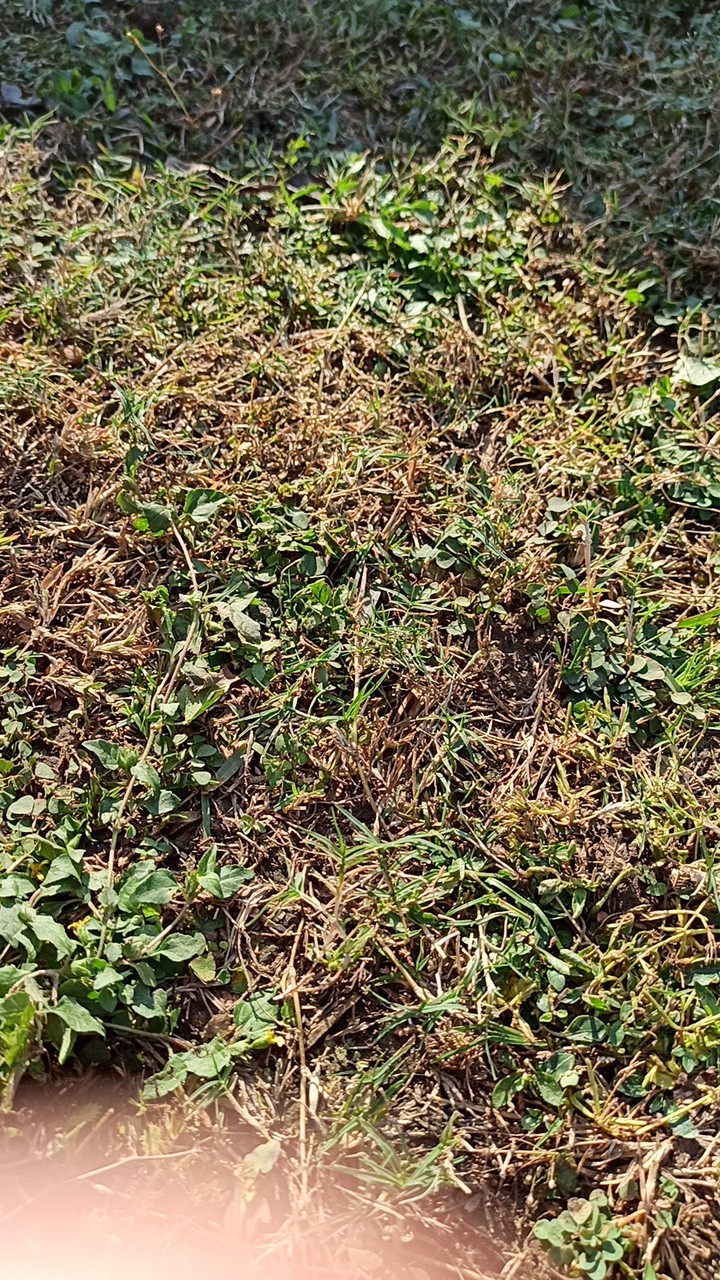 gReen grass