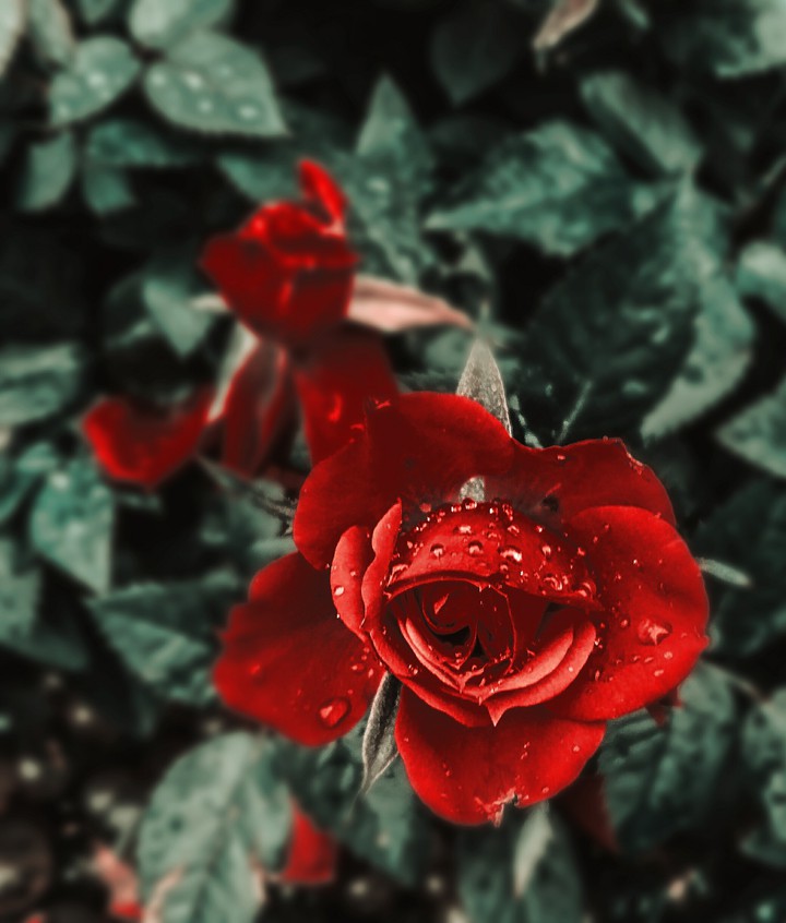 rose
