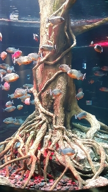 피라냐