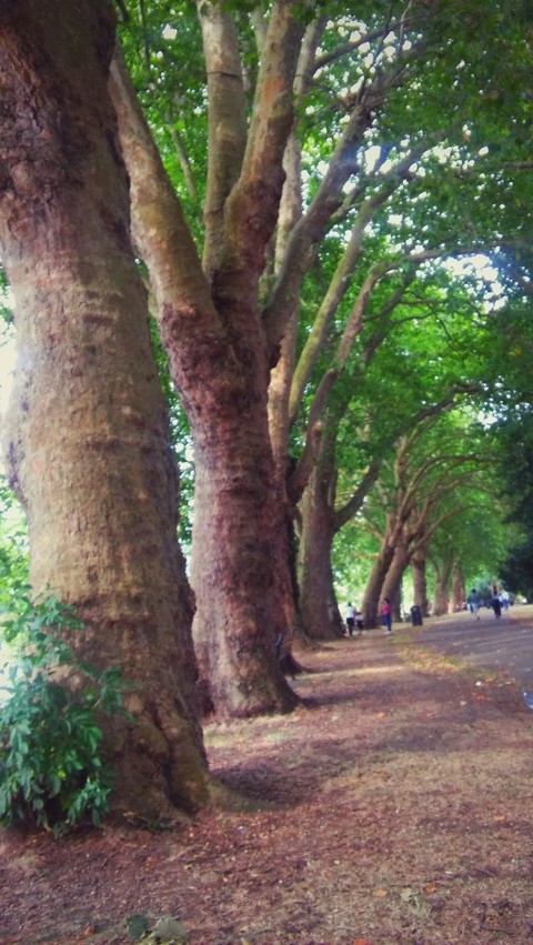 trees