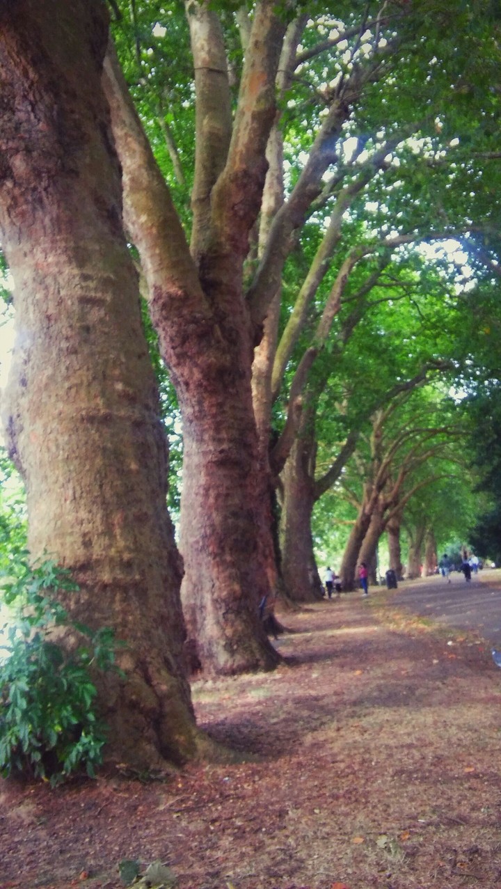trees