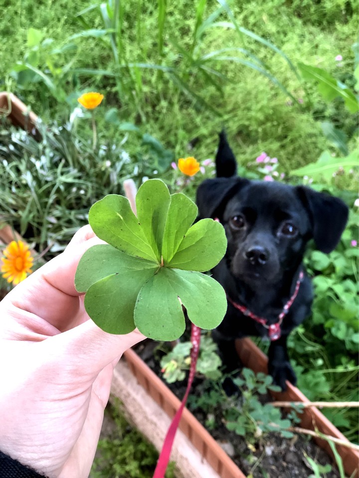 clover