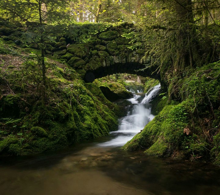 Brigde in forest