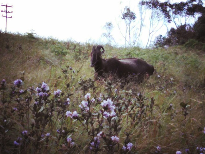 Nilgiri Thar in it's abode.