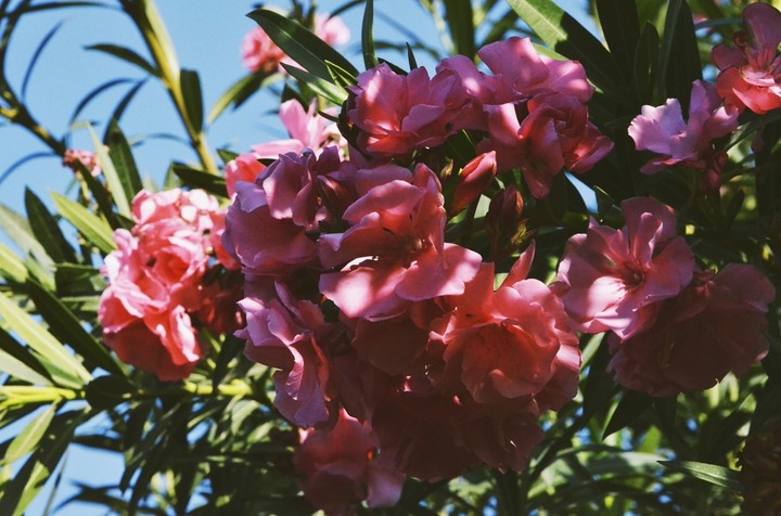 flowers