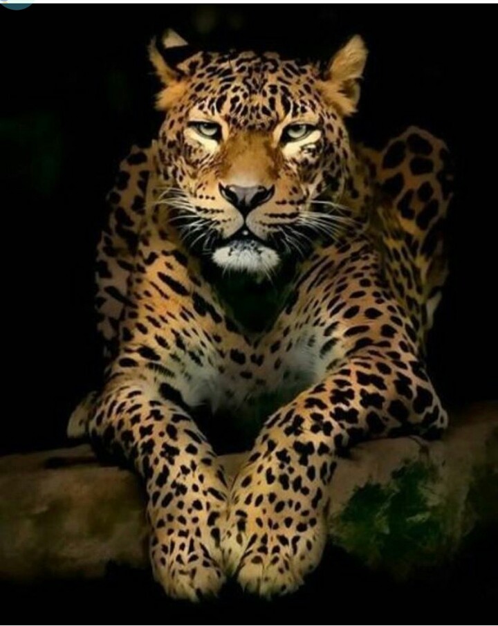tiger