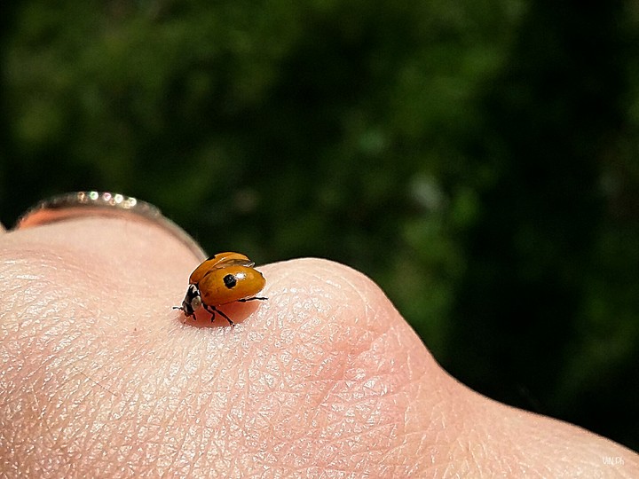 Coccinellidae