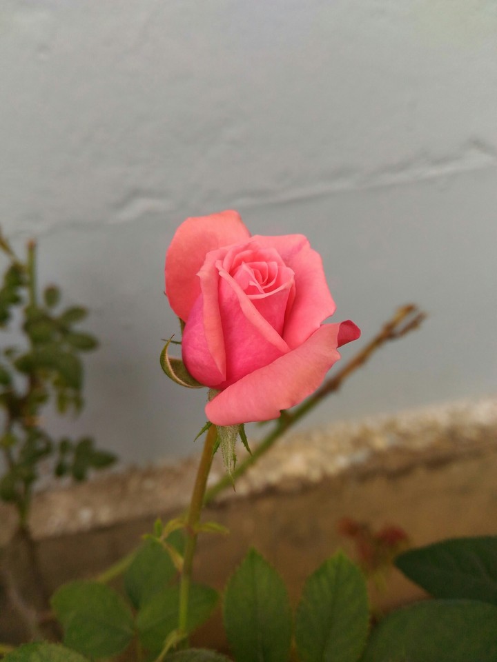 rose