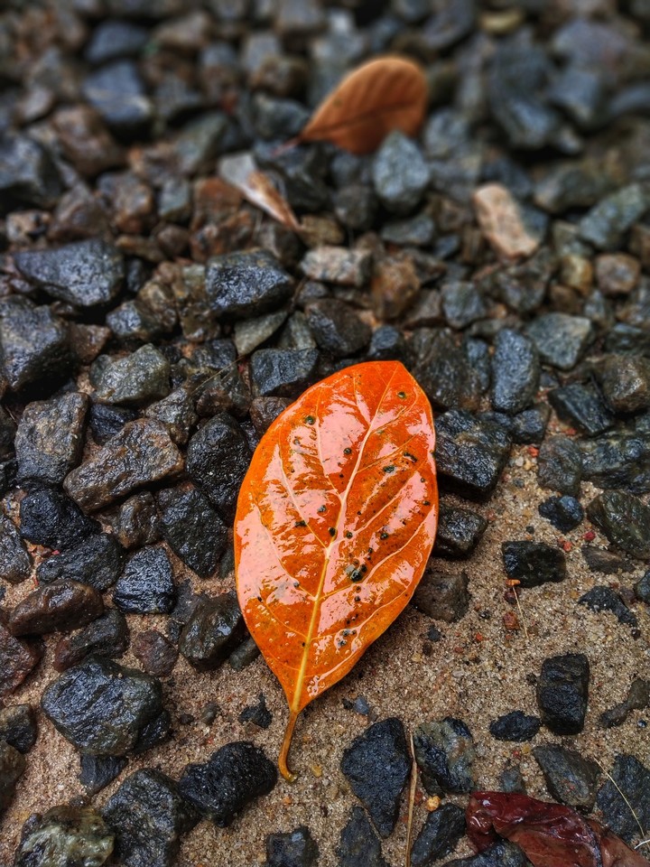 leaf photography