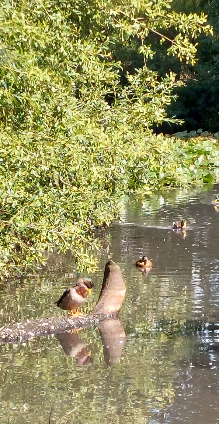 Duck pond