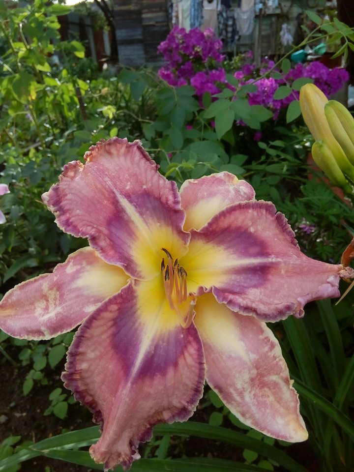 Beautiful Lily