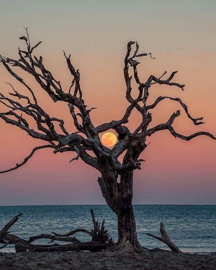 Moon?
