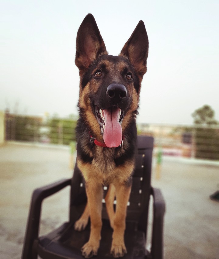 German Shepherd