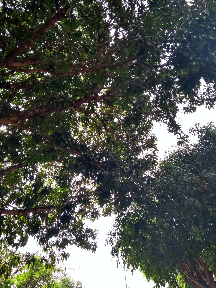 natureza