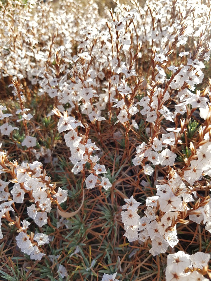 sonbahar