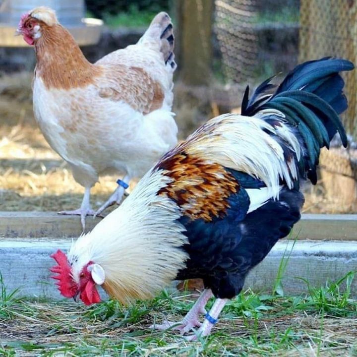 sah(spid)