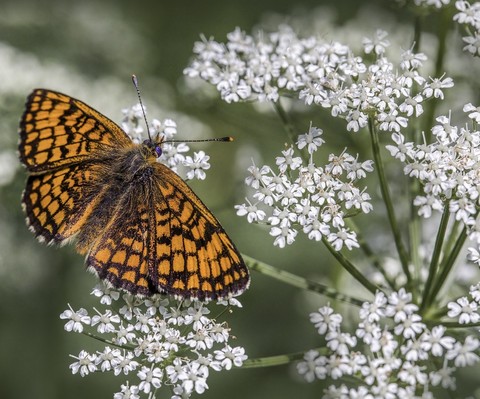 sfondi arthropod, pollinator
