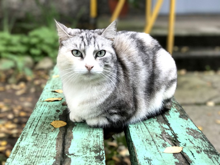 beautiful cat