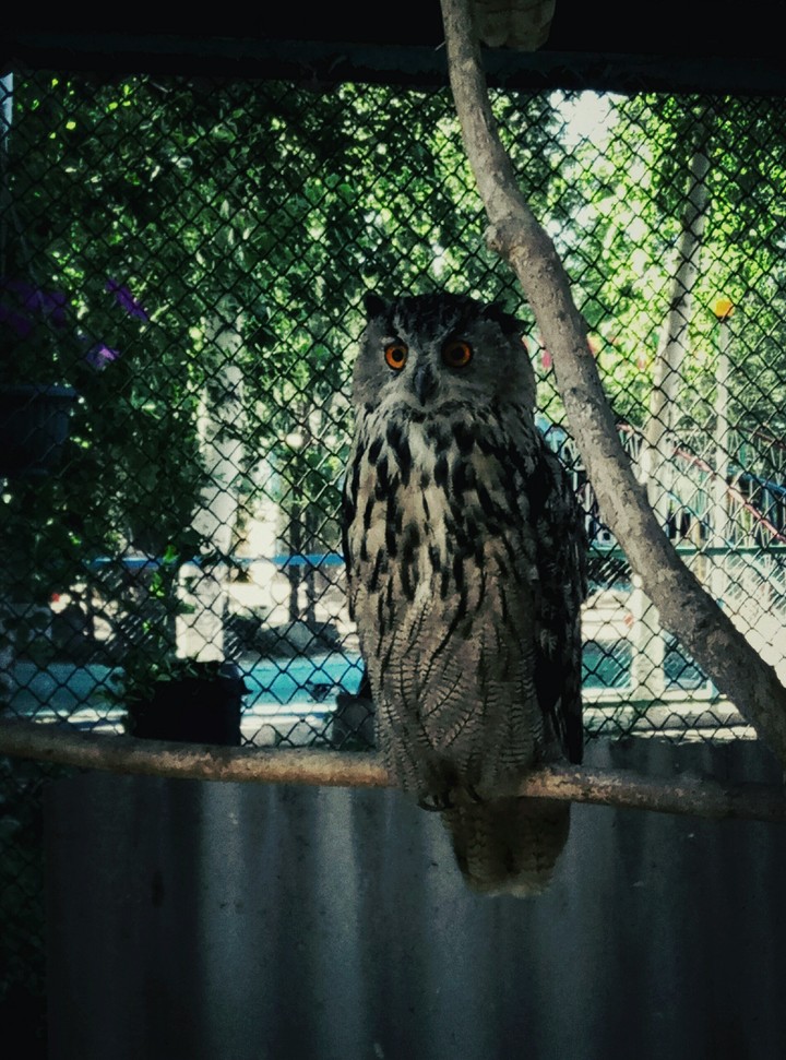 animal
