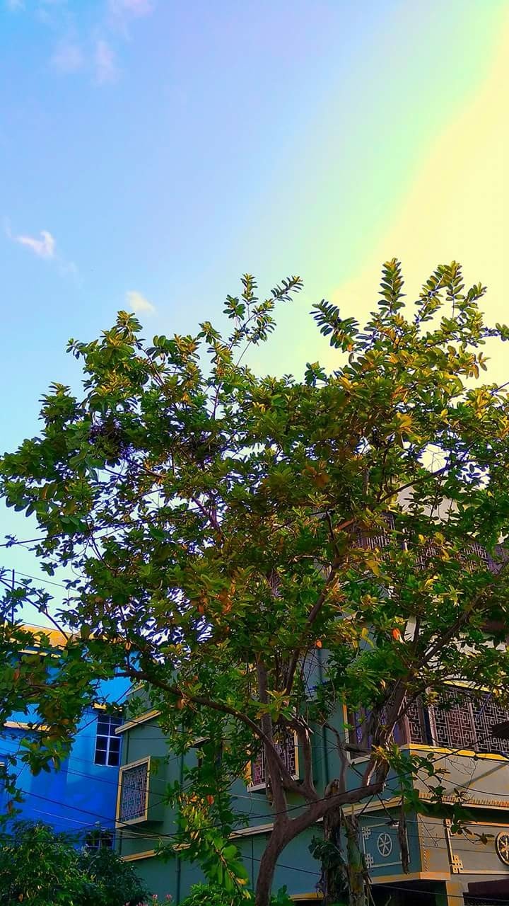 tree