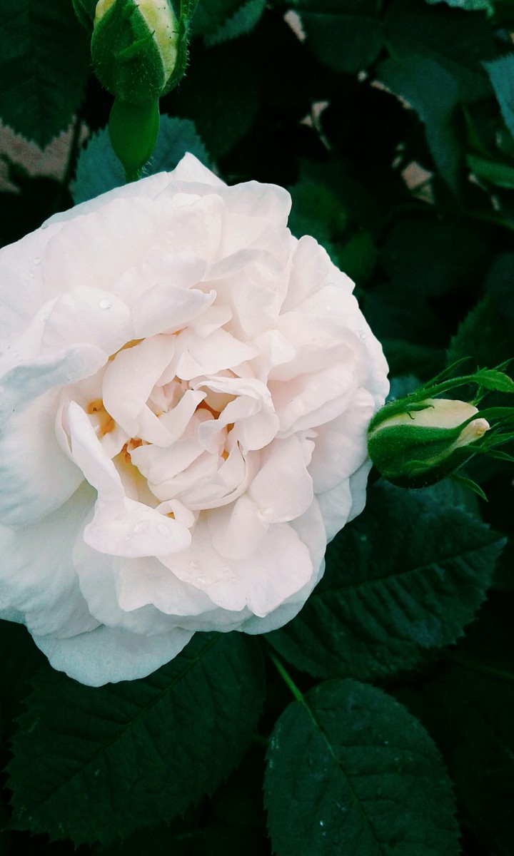 White Rose