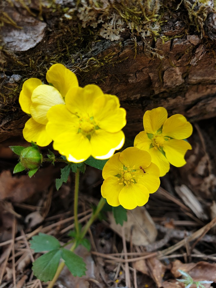 yellow flower