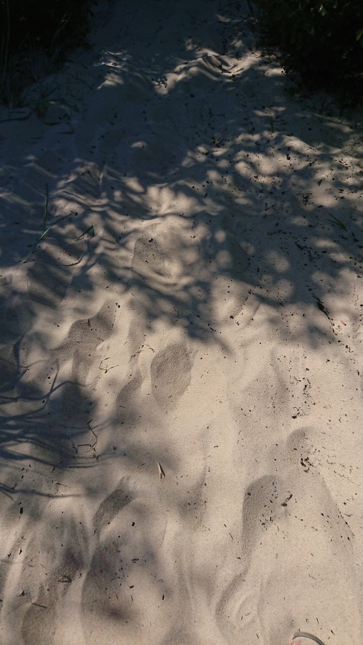 fotprints in sand Åhus