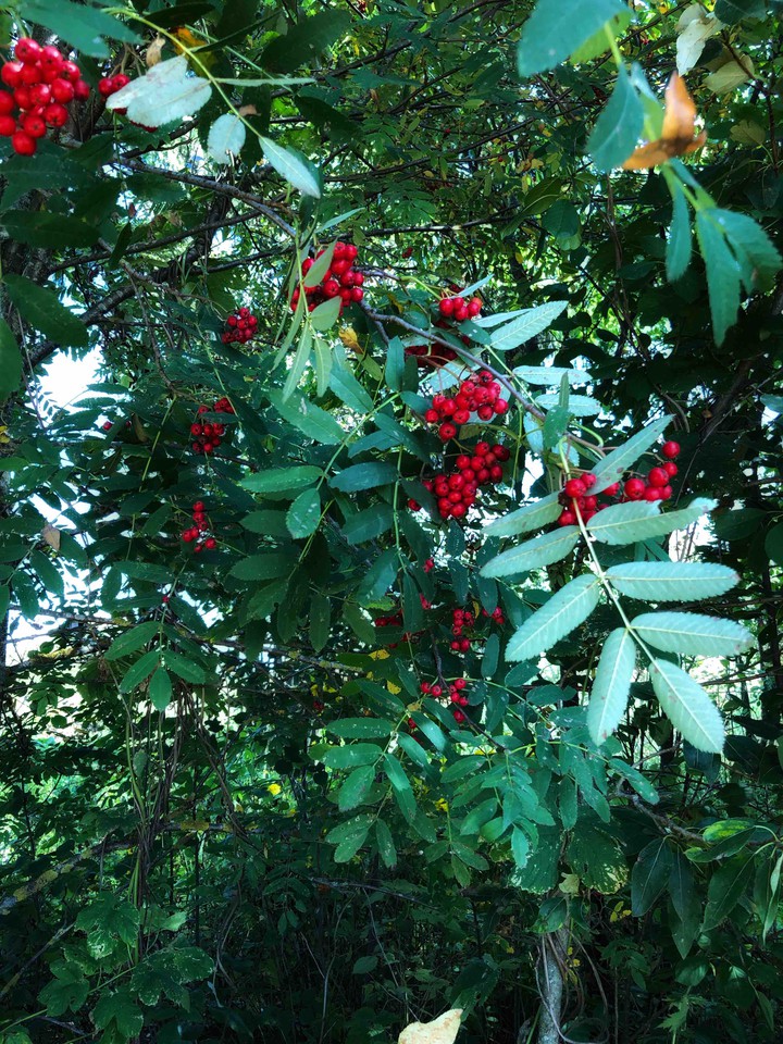 Rowan