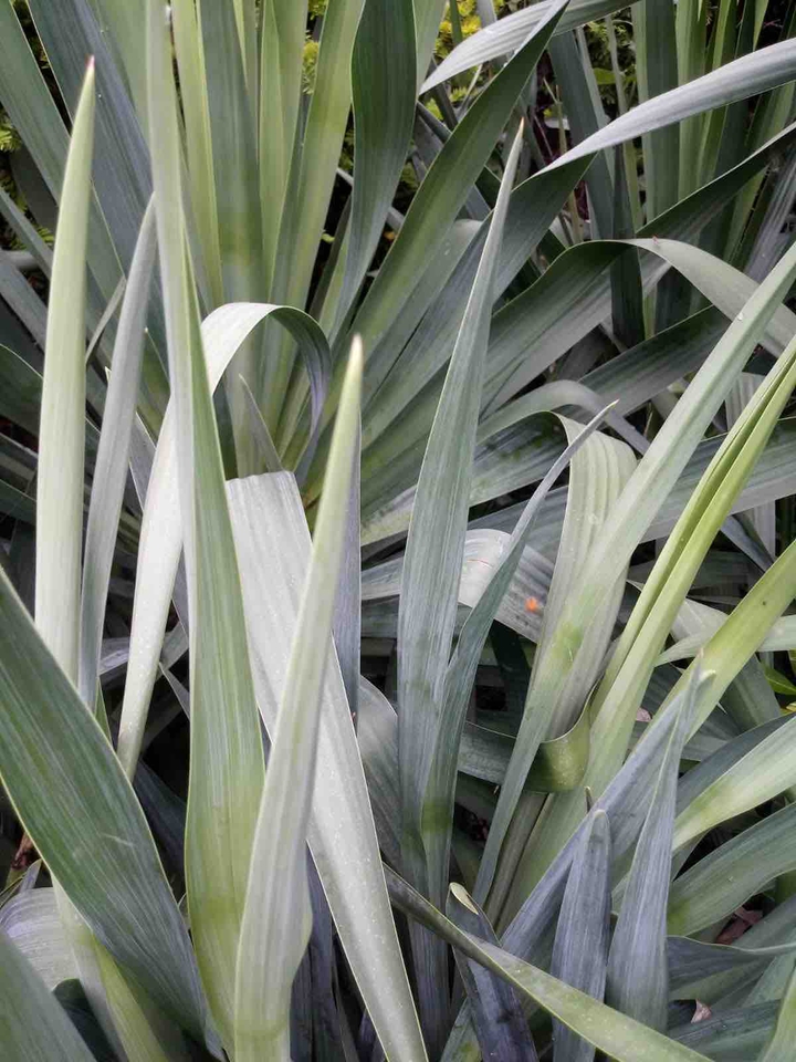 Green plant