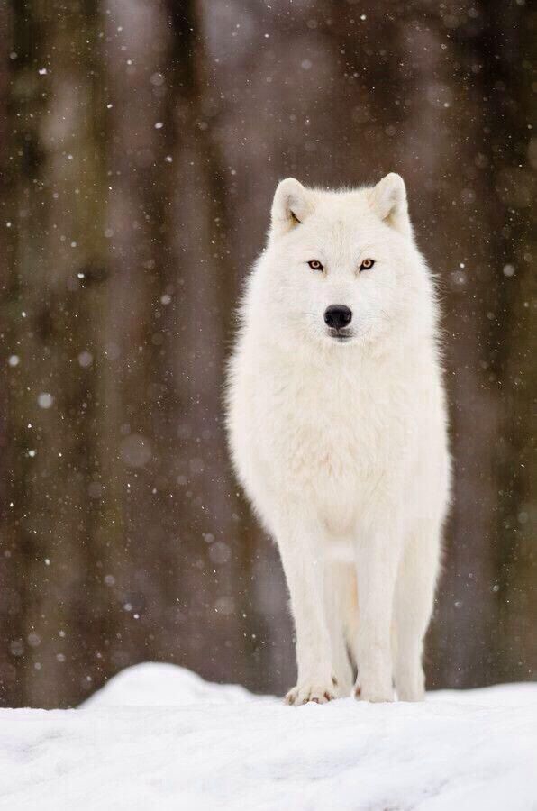 Wolves
